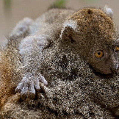 Nachwuchs bei den Bambuslemuren im Kölner Zoo