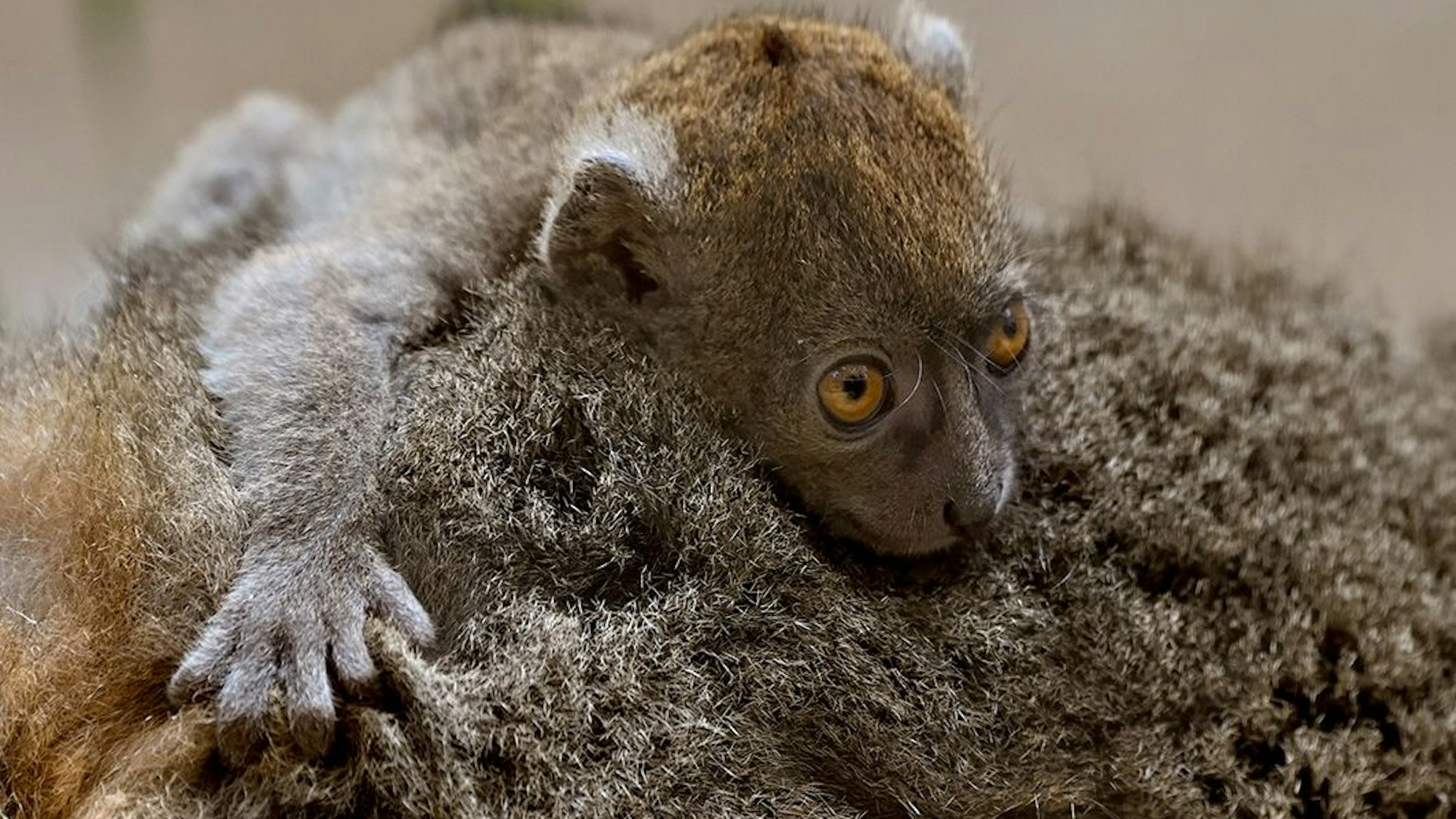 Nachwuchs bei den Bambuslemuren im Kölner Zoo