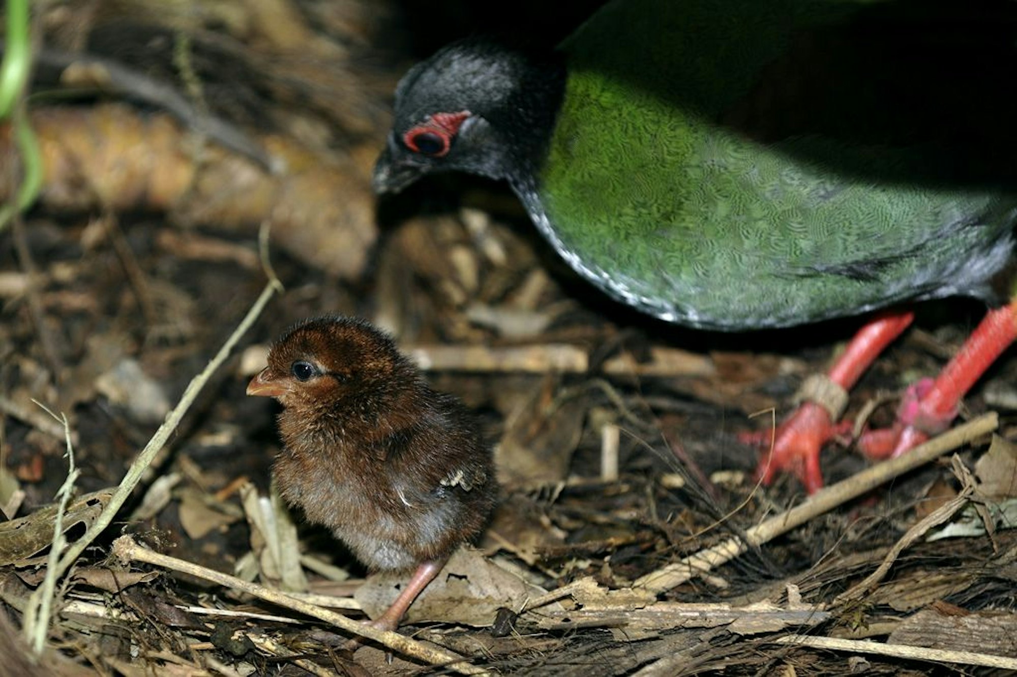 Straußwachtel Nachwuchs Kölner Zoo