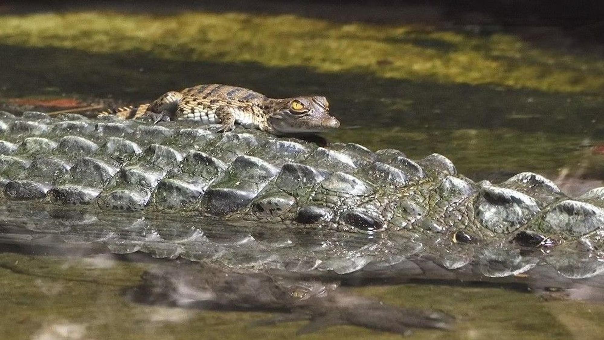 Phlippinen Krokodile