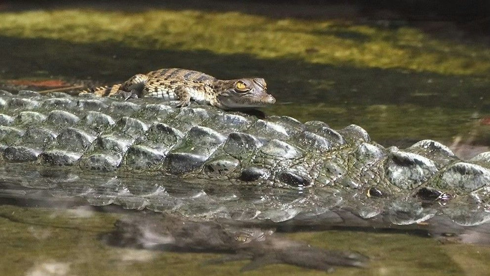 Phlippinen Krokodile