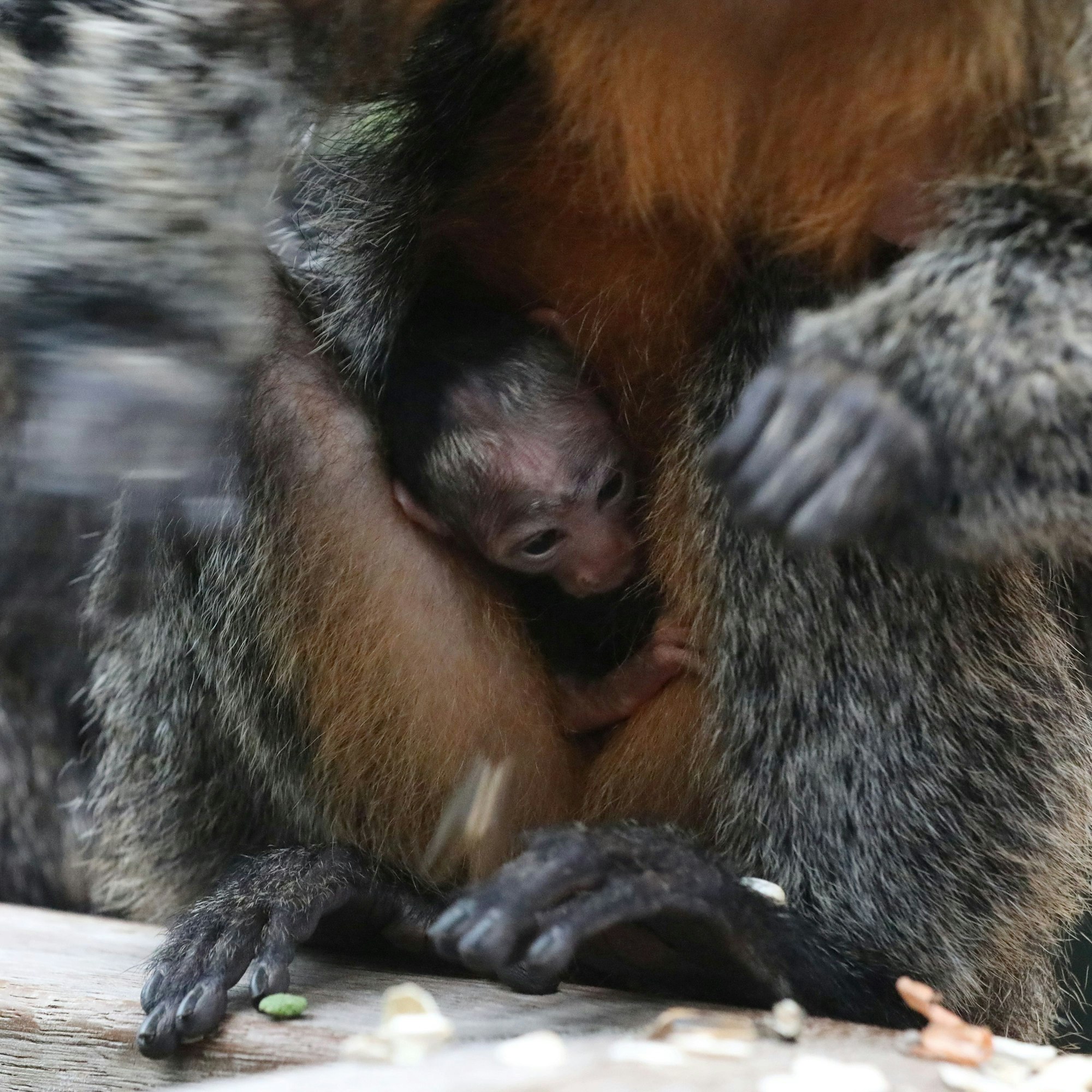 Das Weißkopfsaki-Paar Liv und Kourou hat am 21. Oktober ein Jungtier bekommen