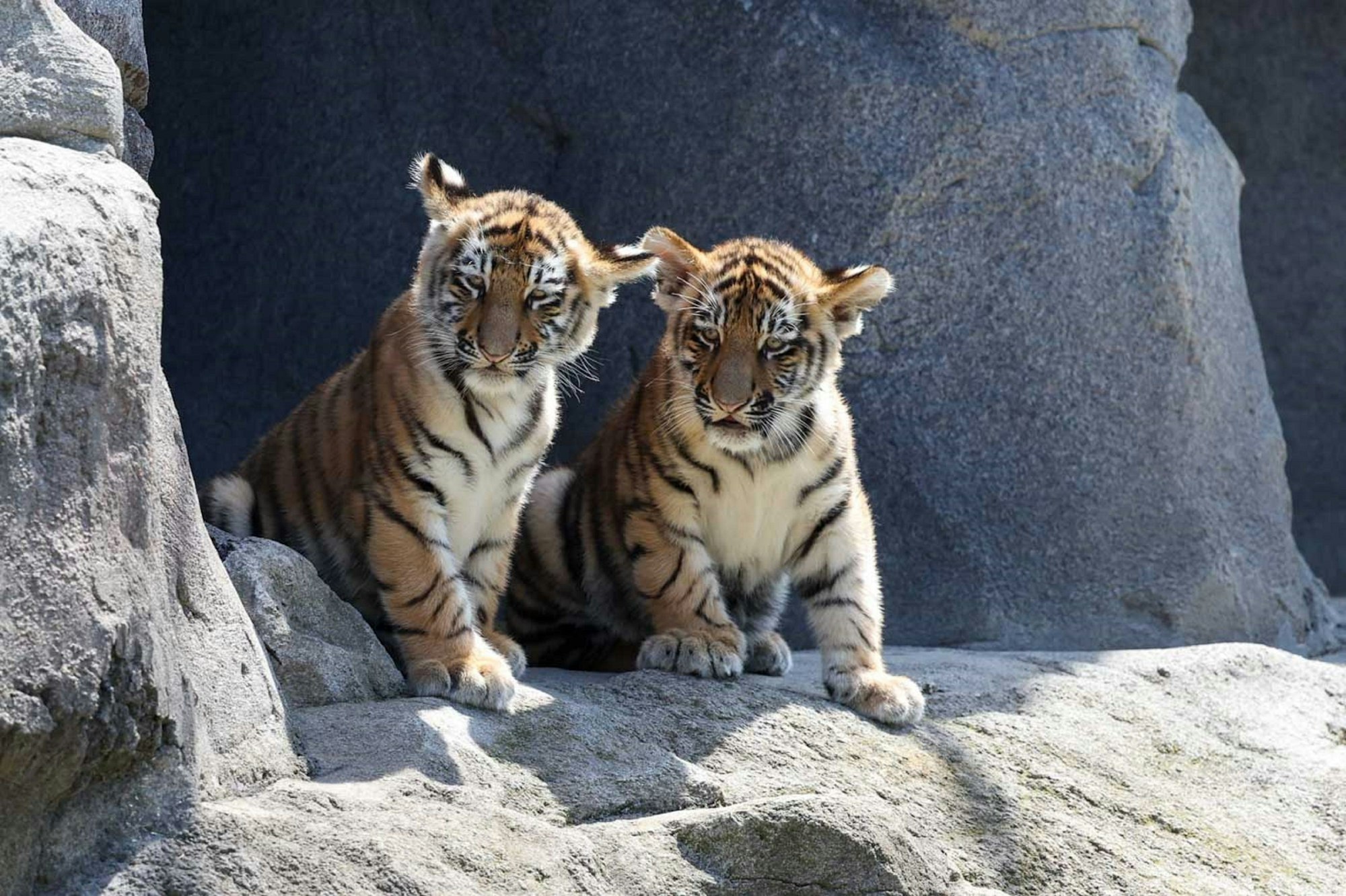 Tigerbabys im Kölner Zoo