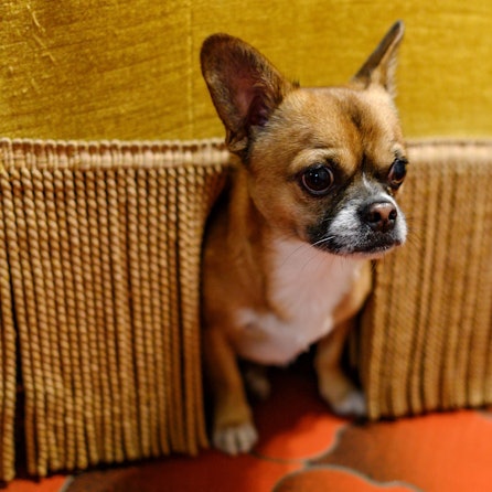 ARCHIV - Böllerlärm kann bei Tieren starke Angstreaktionen auslösen. Ein gezieltes Training kann helfen, den Stress am Jahreswechsel zu verringern. (zu dpa: «Wie man sein Haustier aufs Silvesterfeuerwerk vorbereitet») Foto: Daniel Maurer/dpa-tmn - Honorarfrei nur für Bezieher des dpa-Themendienstes +++ dpa-Themendienst +++