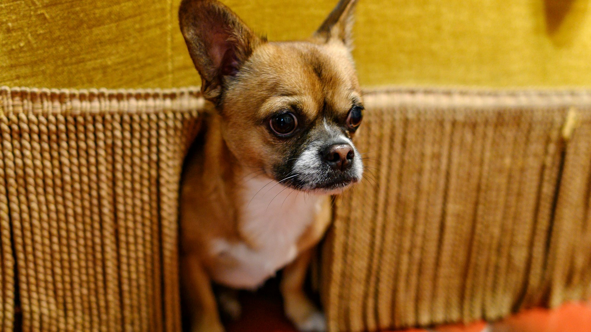 ARCHIV - Böllerlärm kann bei Tieren starke Angstreaktionen auslösen. Ein gezieltes Training kann helfen, den Stress am Jahreswechsel zu verringern. (zu dpa: «Wie man sein Haustier aufs Silvesterfeuerwerk vorbereitet») Foto: Daniel Maurer/dpa-tmn - Honorarfrei nur für Bezieher des dpa-Themendienstes +++ dpa-Themendienst +++