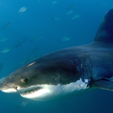 ARCHIV - 19.06.2010, Südafrika, Gansbaai: Ein großer Weißer Hai, aufgenommen im Indischen Ozean vor Gansbaai. (zu dpa: «Mann in Australien bei Haiangriff getötet») Foto: Helmut Fohringer/EPA/dpa +++ dpa-Bildfunk +++