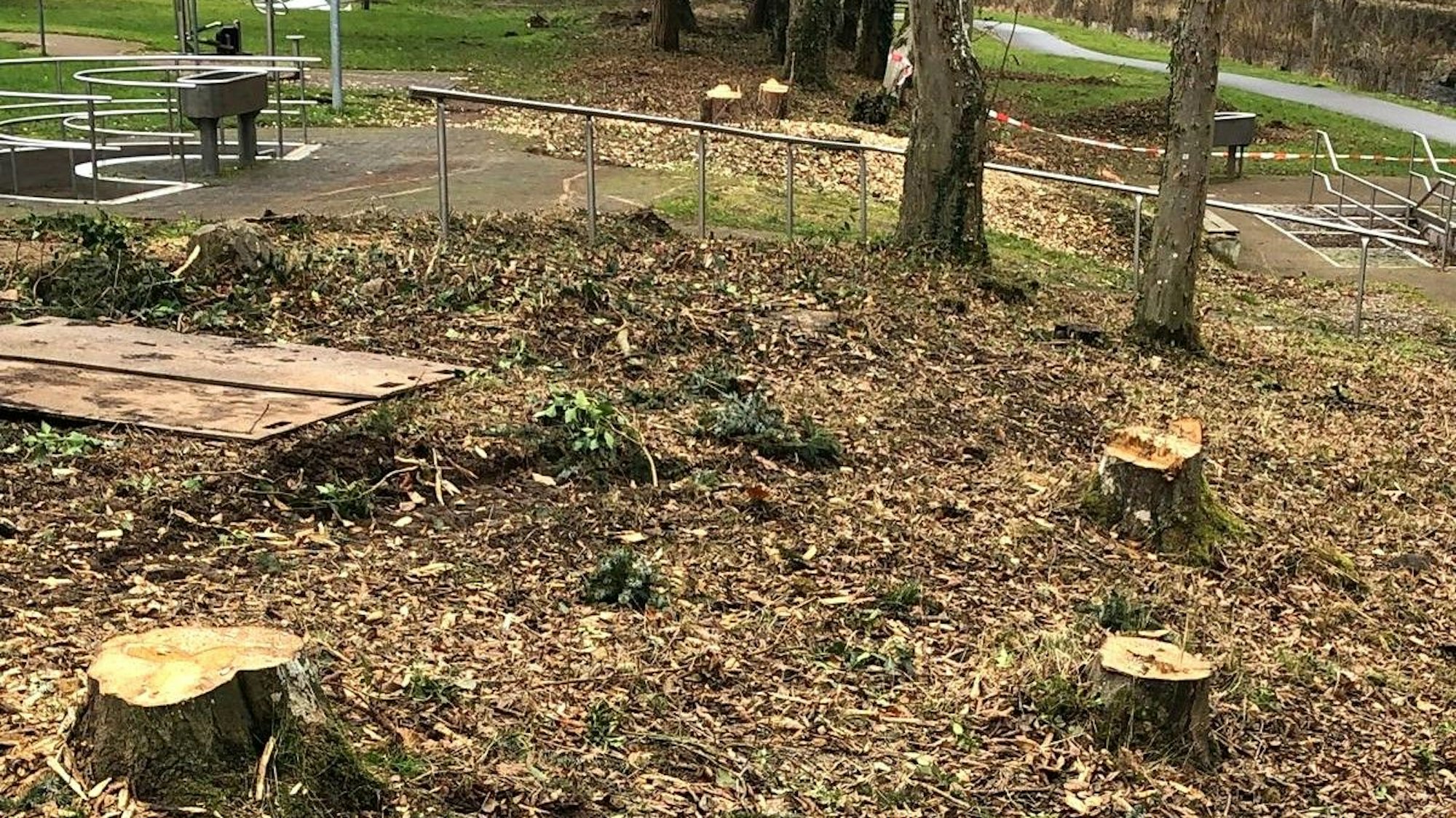 Auf dem Bild von der Einstiegszone in den Kurpark Gemünd am Kurhaus sind Baumstümpfe zu sehen.