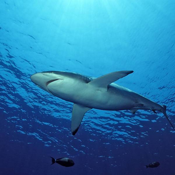 Bildnummer: 52823634 Datum: 10.07.2006 Copyright: imago/imagebroker/Dirscherl
Seidenhai (Carcharhinus falciformis) - Rotes Meer, Ägypten , Tiere; 2006, Unterwasseraufnahme , Fische Hai; , quer, Kbdig, Einzelbild, Froschperspektive, Perspektive, , Natur, Afrika
Bildnummer 52823634 Date 10 07 2006 Copyright Imago imagebroker Dirscherl Silky shark Carcharhinus falciformis Red Sea Egypt Animals 2006 Underwater recording Fish Hai horizontal Kbdig Single worms eye view Perspective Nature Africa