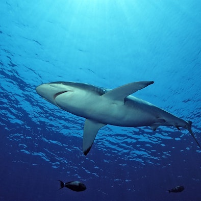 Bildnummer: 52823634  Datum: 10.07.2006  Copyright: imago/imagebroker/Dirscherl
Seidenhai (Carcharhinus falciformis) - Rotes Meer, Ägypten   , Tiere; 2006,    Unterwasseraufnahme ,   Fische Hai; , quer, Kbdig, Einzelbild, Froschperspektive, Perspektive,  , Natur, Afrika
Bildnummer 52823634 Date 10 07 2006 Copyright Imago imagebroker Dirscherl Silky shark Carcharhinus falciformis Red Sea Egypt Animals 2006 Underwater recording Fish Hai horizontal Kbdig Single worms eye view Perspective Nature Africa