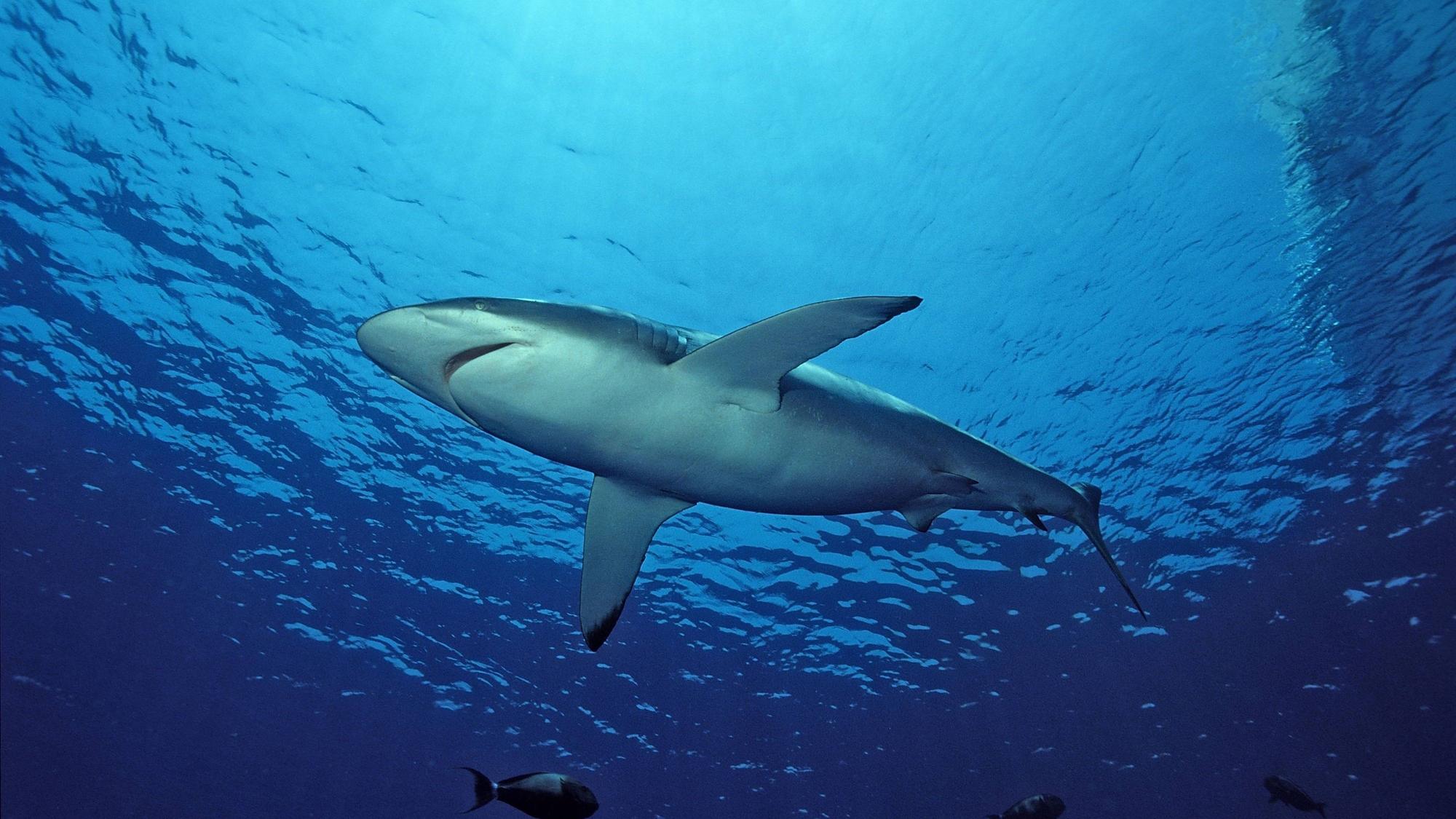 Bildnummer: 52823634 Datum: 10.07.2006 Copyright: imago/imagebroker/Dirscherl
Seidenhai (Carcharhinus falciformis) - Rotes Meer, Ägypten , Tiere; 2006, Unterwasseraufnahme , Fische Hai; , quer, Kbdig, Einzelbild, Froschperspektive, Perspektive, , Natur, Afrika
Bildnummer 52823634 Date 10 07 2006 Copyright Imago imagebroker Dirscherl Silky shark Carcharhinus falciformis Red Sea Egypt Animals 2006 Underwater recording Fish Hai horizontal Kbdig Single worms eye view Perspective Nature Africa
