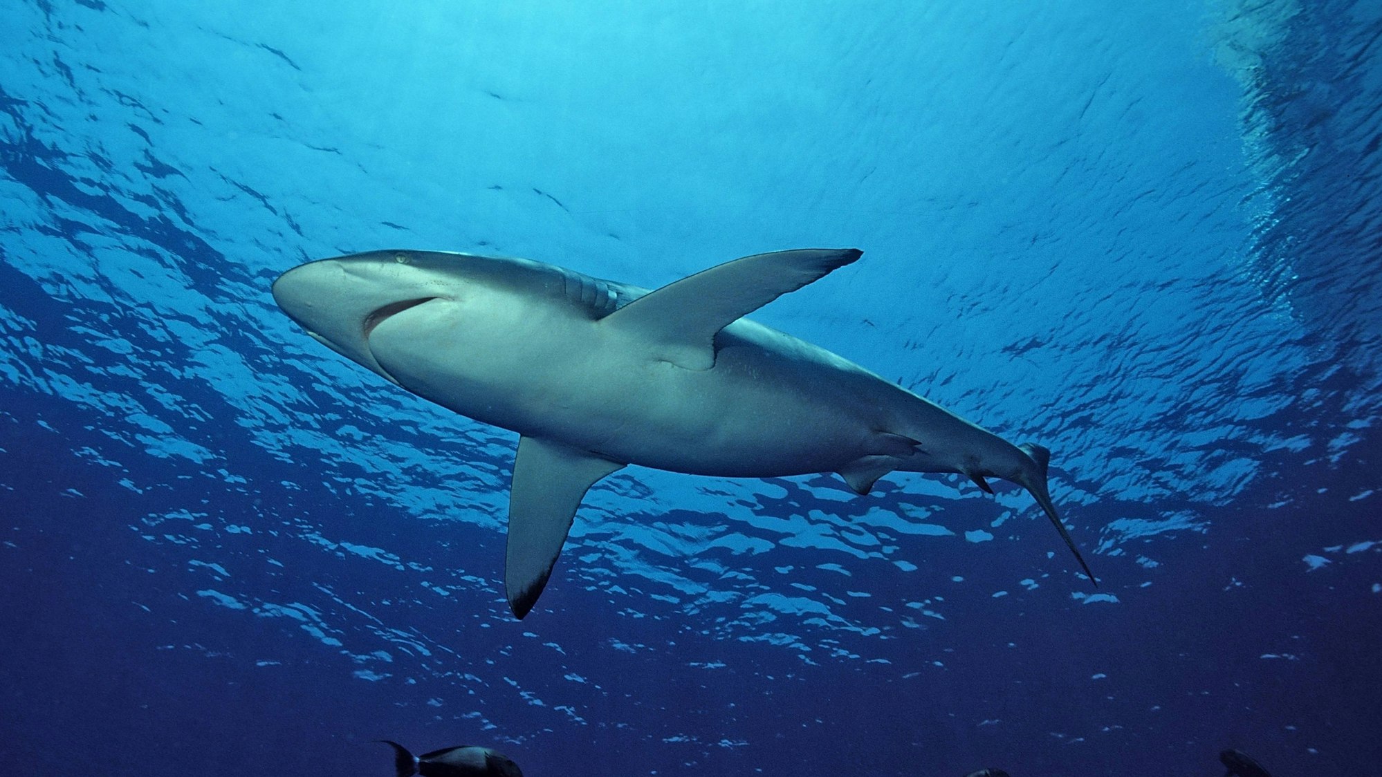 Bildnummer: 52823634 Datum: 10.07.2006 Copyright: imago/imagebroker/Dirscherl
Seidenhai (Carcharhinus falciformis) - Rotes Meer, Ägypten , Tiere; 2006, Unterwasseraufnahme , Fische Hai; , quer, Kbdig, Einzelbild, Froschperspektive, Perspektive, , Natur, Afrika
Bildnummer 52823634 Date 10 07 2006 Copyright Imago imagebroker Dirscherl Silky shark Carcharhinus falciformis Red Sea Egypt Animals 2006 Underwater recording Fish Hai horizontal Kbdig Single worms eye view Perspective Nature Africa