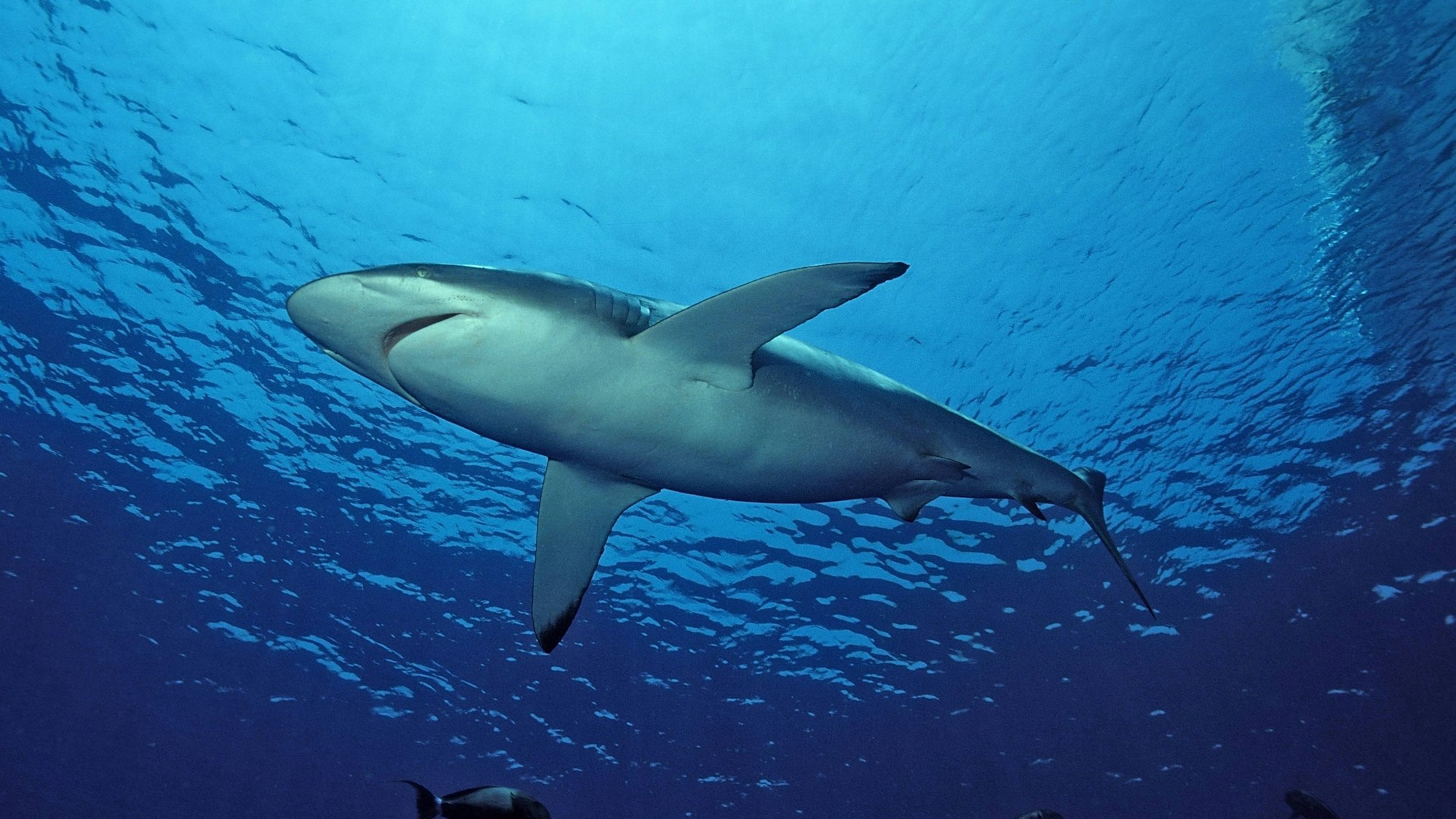 Bildnummer: 52823634  Datum: 10.07.2006  Copyright: imago/imagebroker/Dirscherl
Seidenhai (Carcharhinus falciformis) - Rotes Meer, Ägypten   , Tiere; 2006,    Unterwasseraufnahme ,   Fische Hai; , quer, Kbdig, Einzelbild, Froschperspektive, Perspektive,  , Natur, Afrika
Bildnummer 52823634 Date 10 07 2006 Copyright Imago imagebroker Dirscherl Silky shark Carcharhinus falciformis Red Sea Egypt Animals 2006 Underwater recording Fish Hai horizontal Kbdig Single worms eye view Perspective Nature Africa