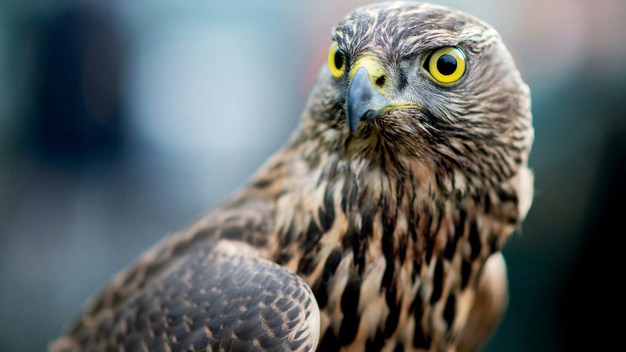 Ein Habicht im Jugendgefieder sitzt auf dem Handschuh einer Falknerin und betrachtet die Umgebung.