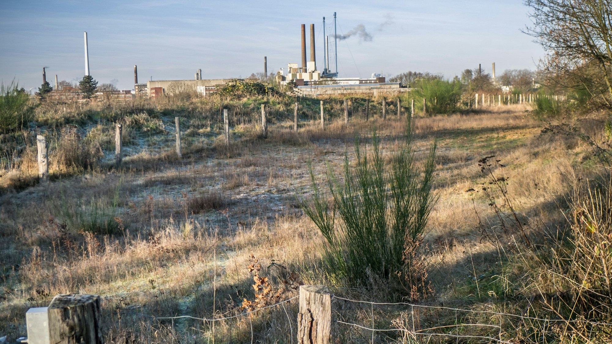 Die Heidelandschaft im Kurtekotten. Foto: Ralf Krieger