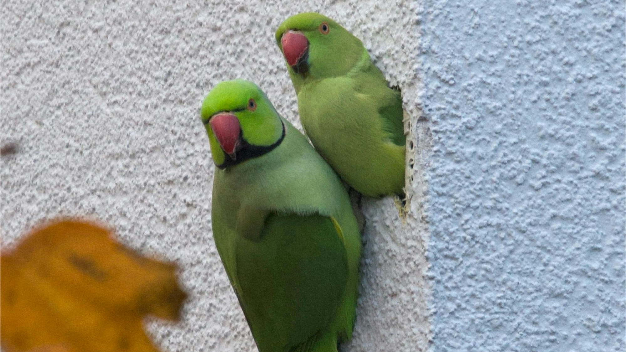 Ein Halsbandsittich steckt halb in der Fassade eines Hauses. Ein anderer Halsbandsittich hängt daneben.