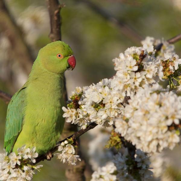 Grüne Halsbandsittiche fliegen im Tiefflug über Kölner Südstadt.