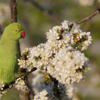 Grüne Halsbandsittiche fliegen im Tiefflug über Kölner Südstadt.