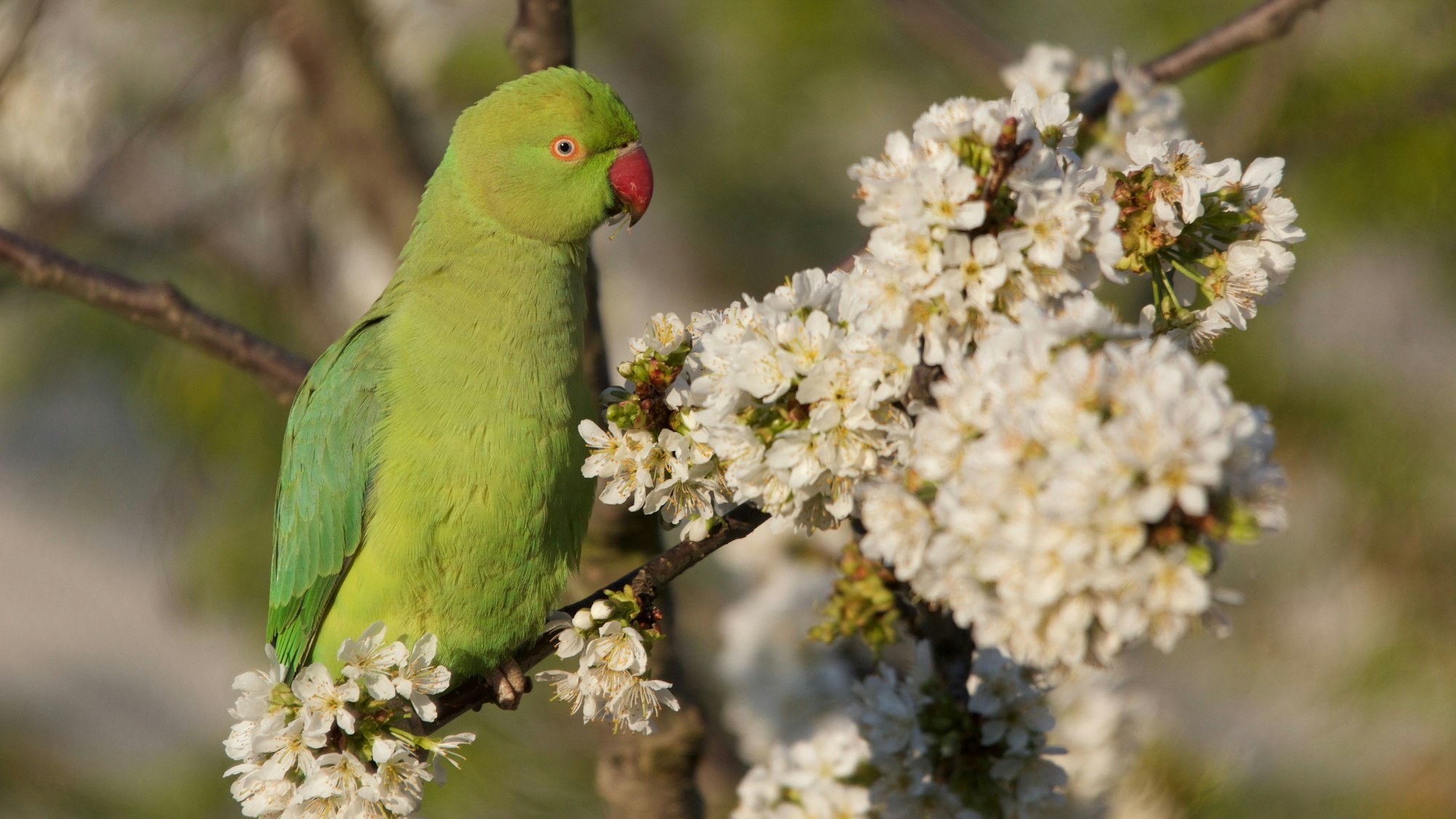 Ein Halsbandsittich sitzt auf einem Ast neben weißen Blüten.
