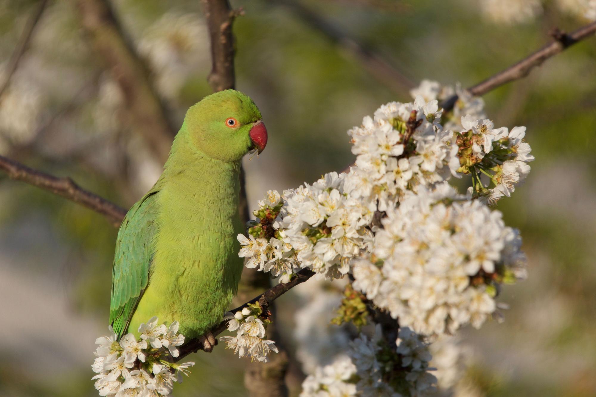 Grüne Halsbandsittiche fliegen im Tiefflug über Kölner Südstadt.