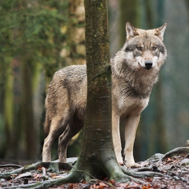 Ein Wolf steht zwischen Bäumen im Wald (Symbolfoto).