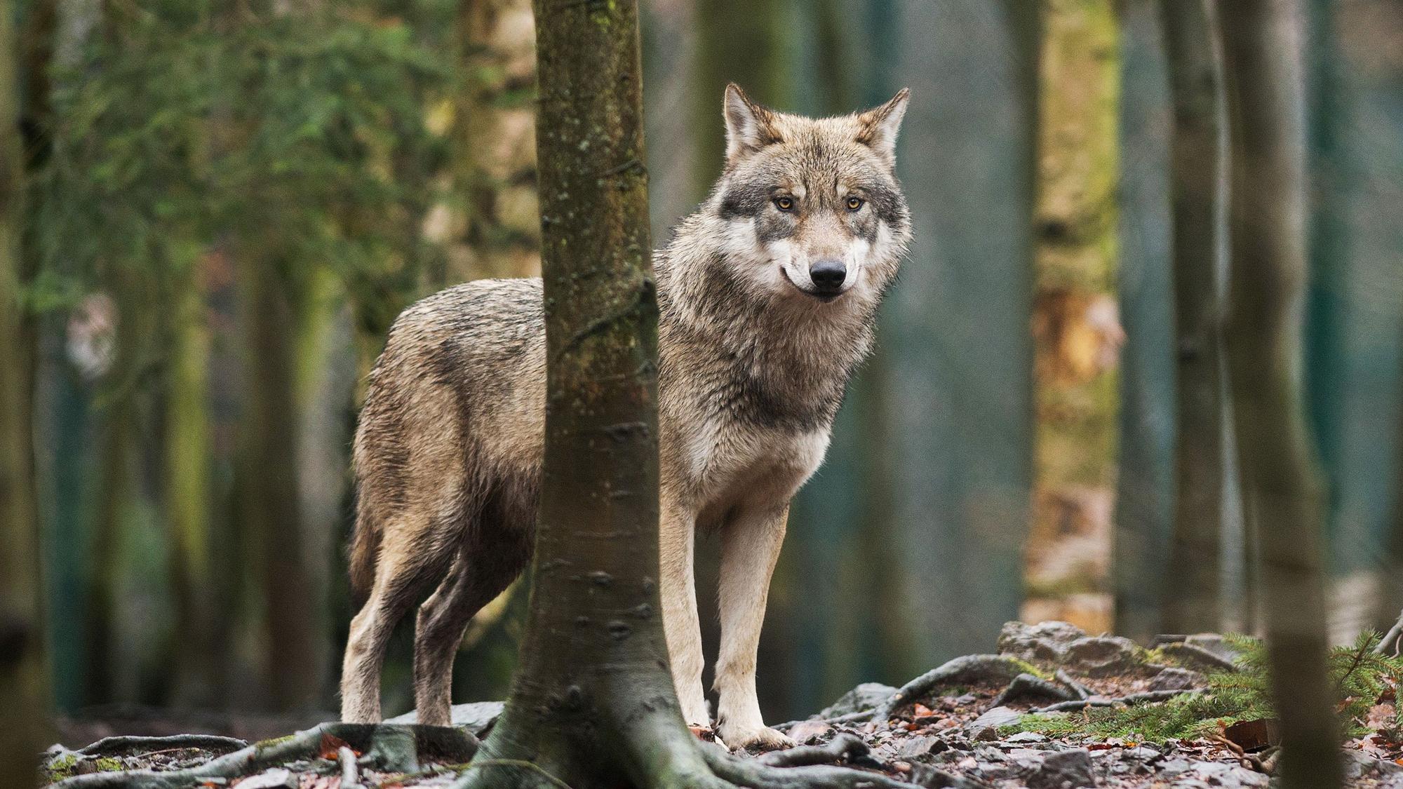 Die amtlich bestätigten Wolfsnachweise in Nordrhein-Westfalen häufen sich.