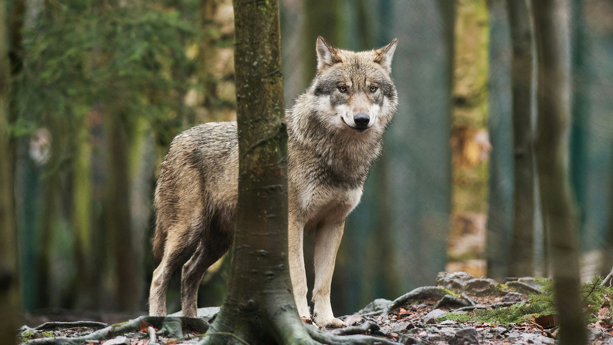 Die amtlich bestätigten Wolfsnachweise in Nordrhein-Westfalen häufen sich.