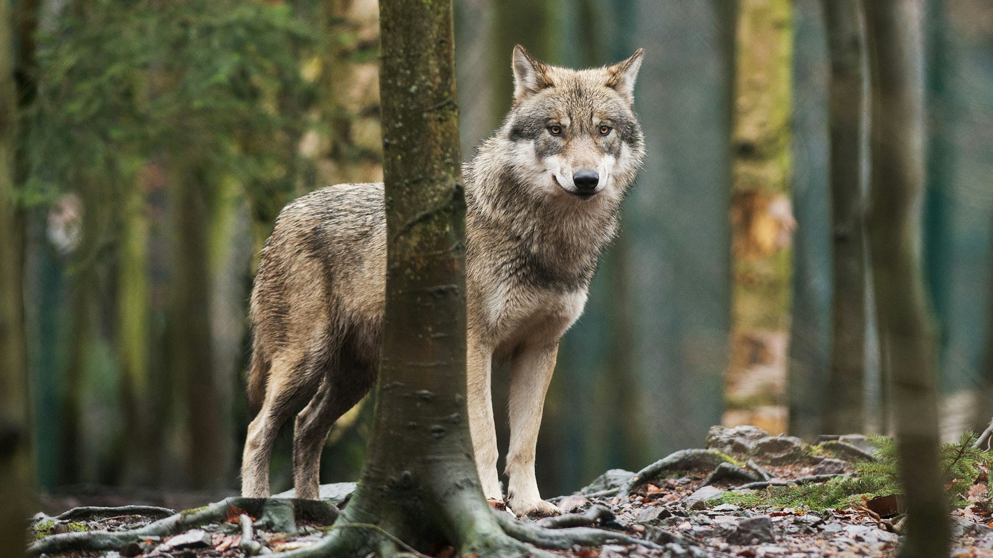 Ein Wolf steht zwischen Bäumen im Wald (Symbolfoto).