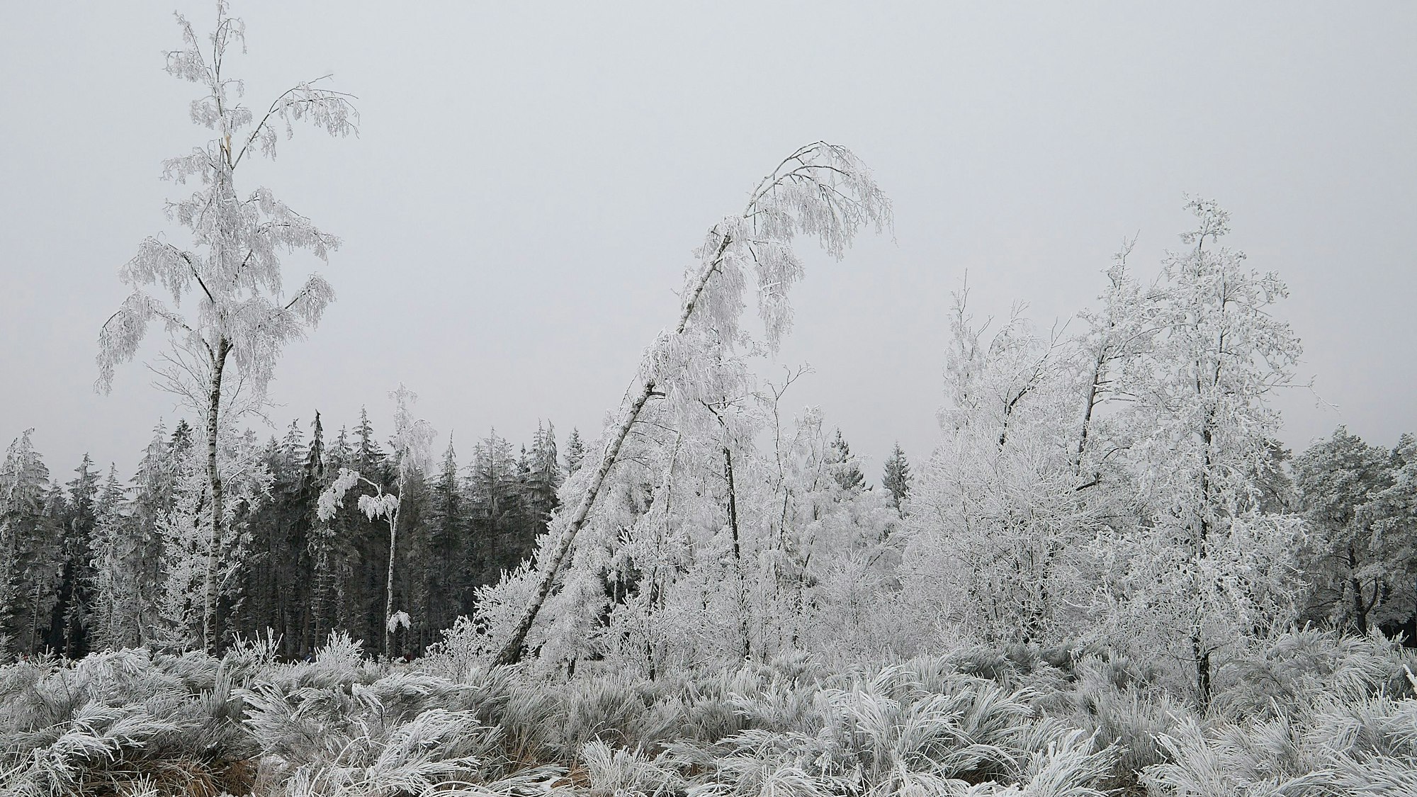 Die Bäume und Pflanzen in der zugefrorenen Baasemer Heide sehen aus wie in weißen Zuckerguss gehüllt.