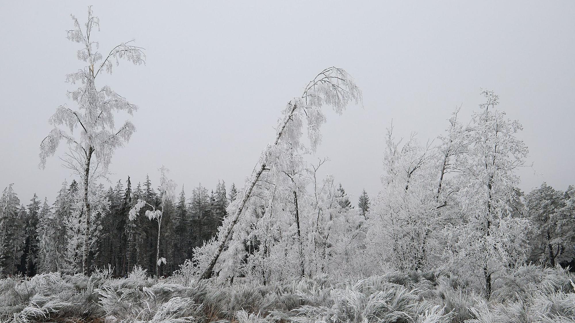 Das Bild zeigt bereifte Bäume auf der Baasemer Heide.