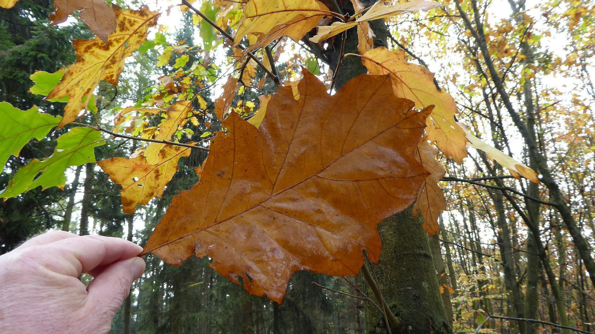 Die Amerikanische Roteiche hat größere Blätter als ihre europäischen Verwandten.