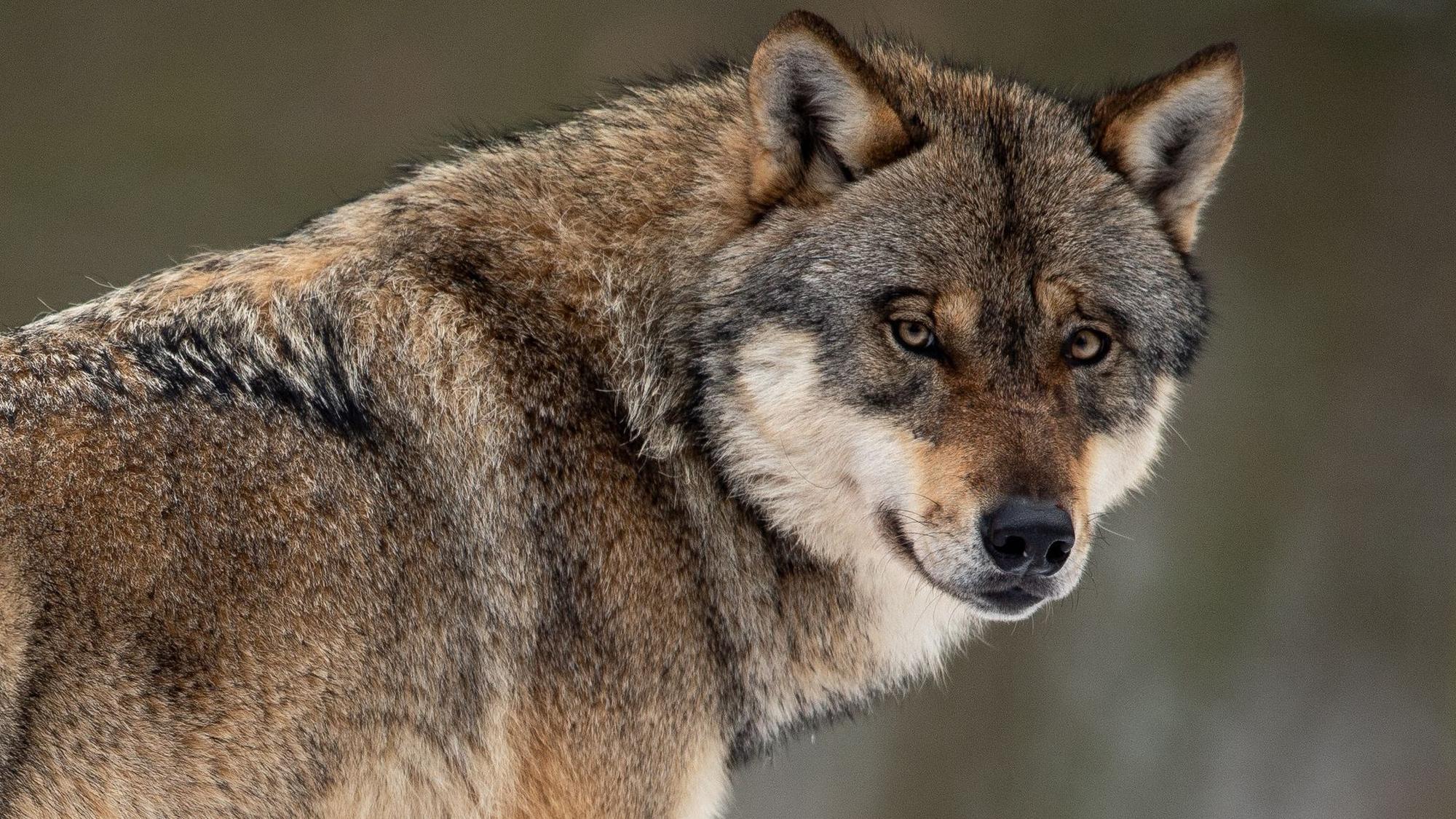Wolf im Wald.