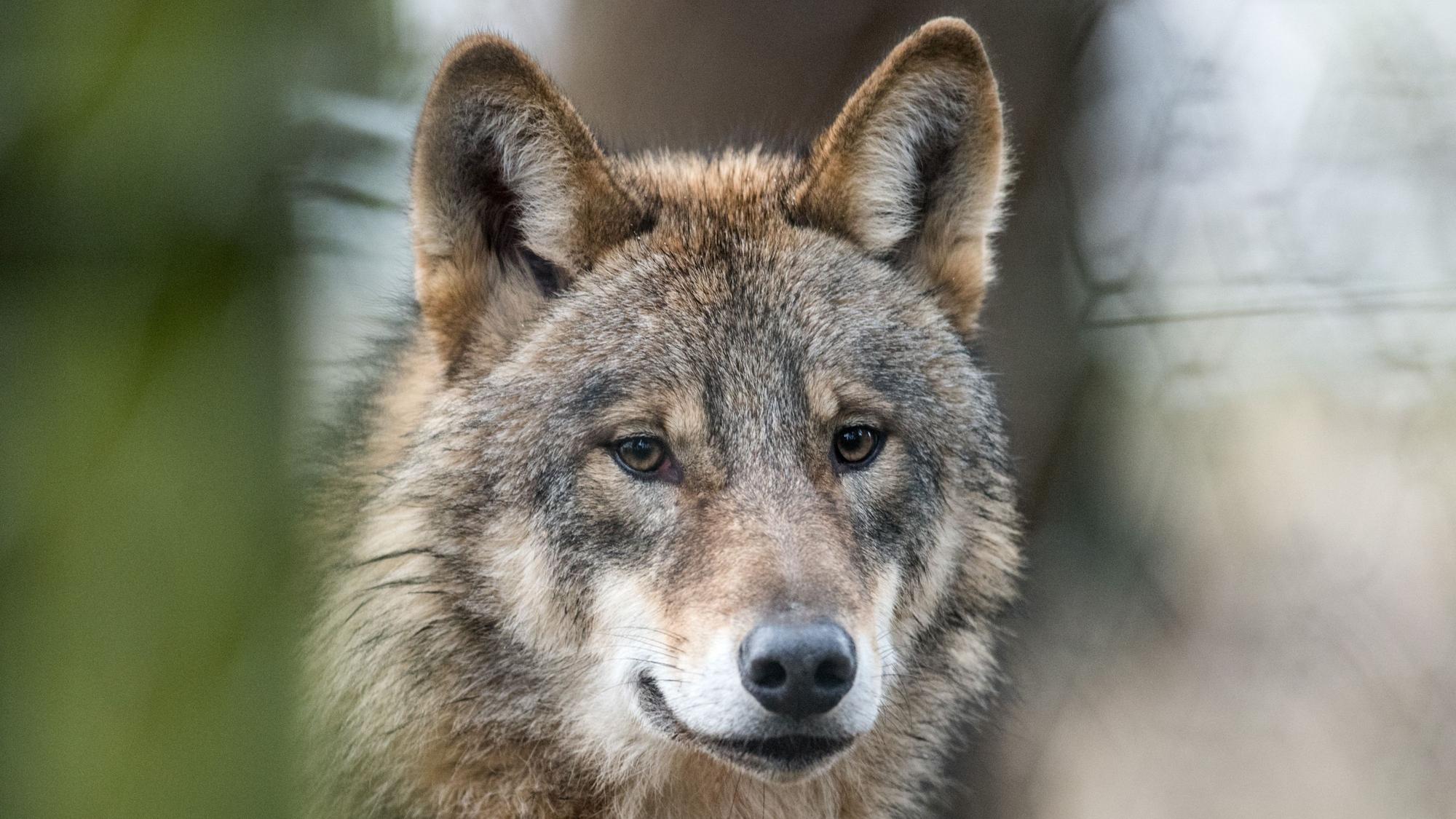 Ein Wolf im Gehege in Isselburg (NRW).