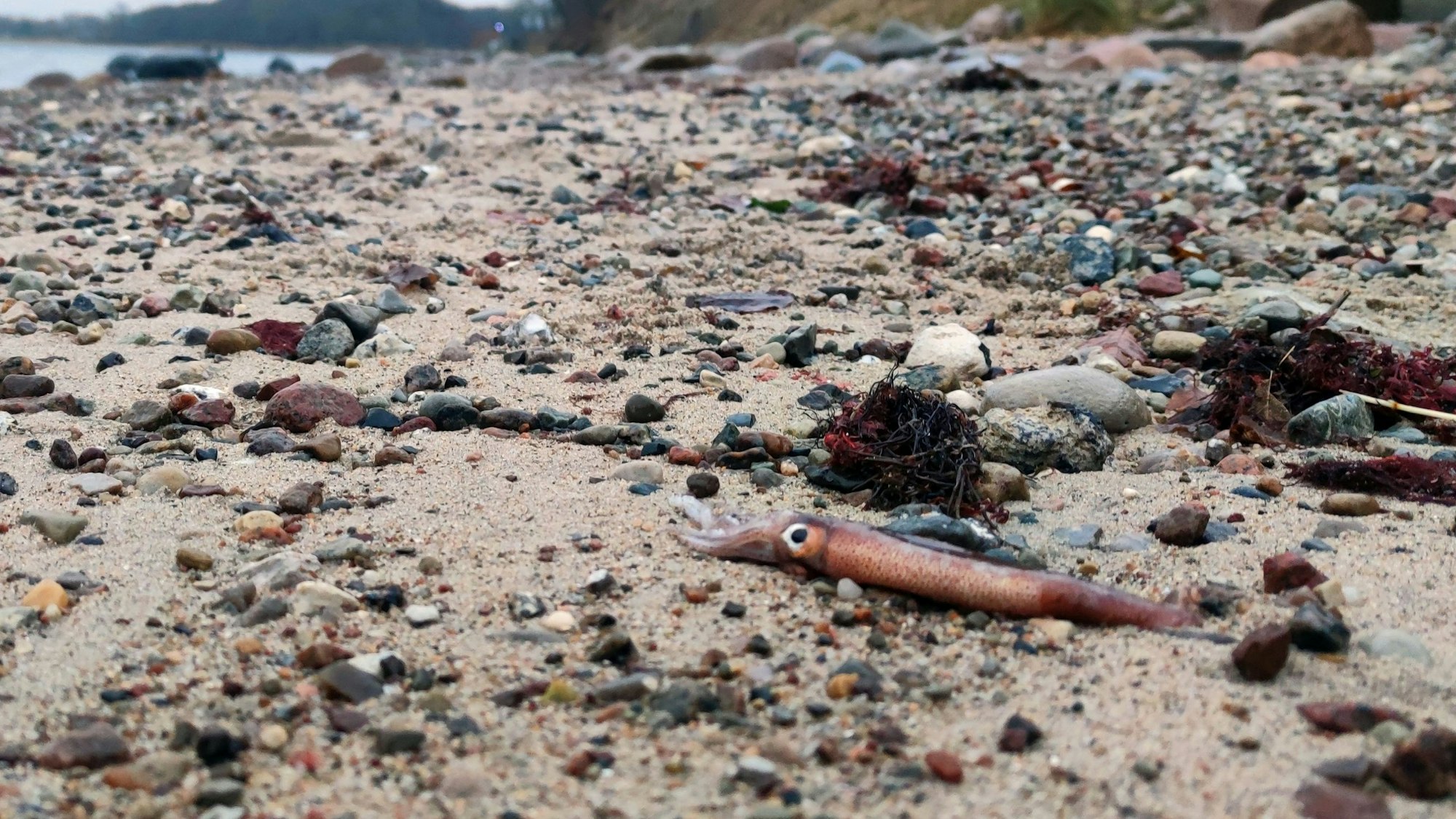 Vorne rechts im Bild ist der tote Kalmar am Strand zwischen Steinen und Muscheln zu sehen.