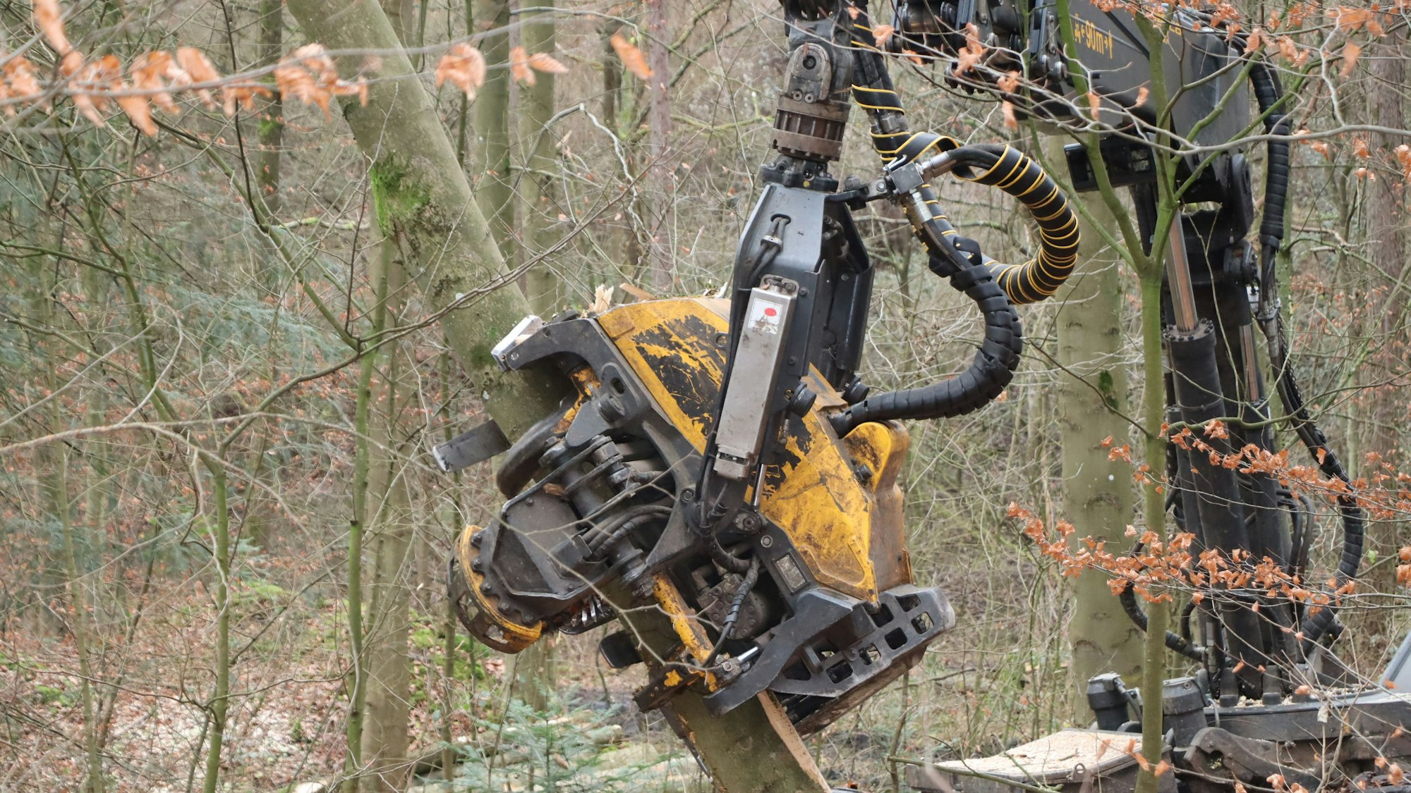 Zu sehen ist ein Harvester in einem Wald.