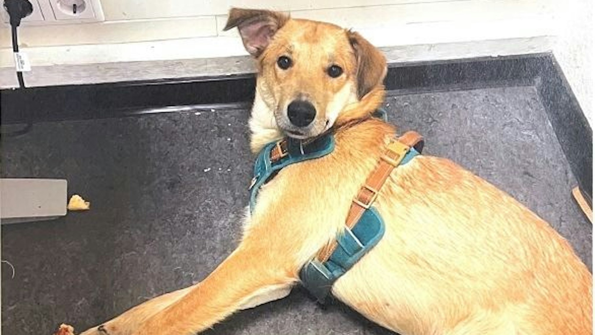 Die Entlaufene Hündin Kosi wurde von der Polizei eingefangen.