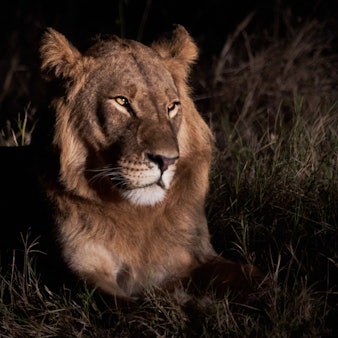 Ein Löwe im Hwange National Park in SImbabwe. (Symbolbild)