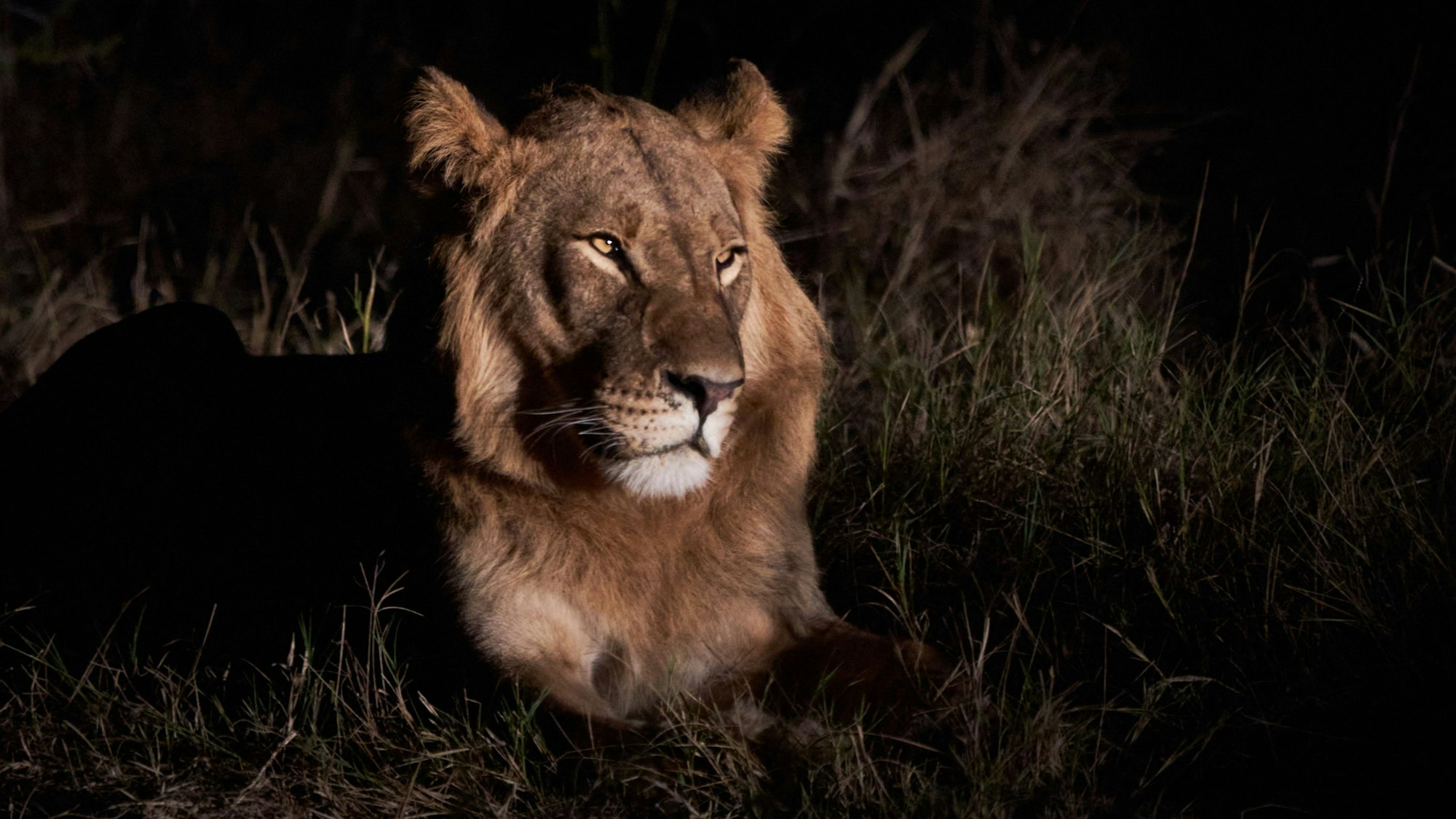 Ein Löwe im Hwange National Park in SImbabwe. (Symbolbild)