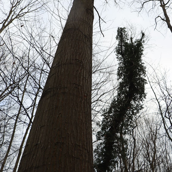 Zu sehen ist die Krone eines Baumes.