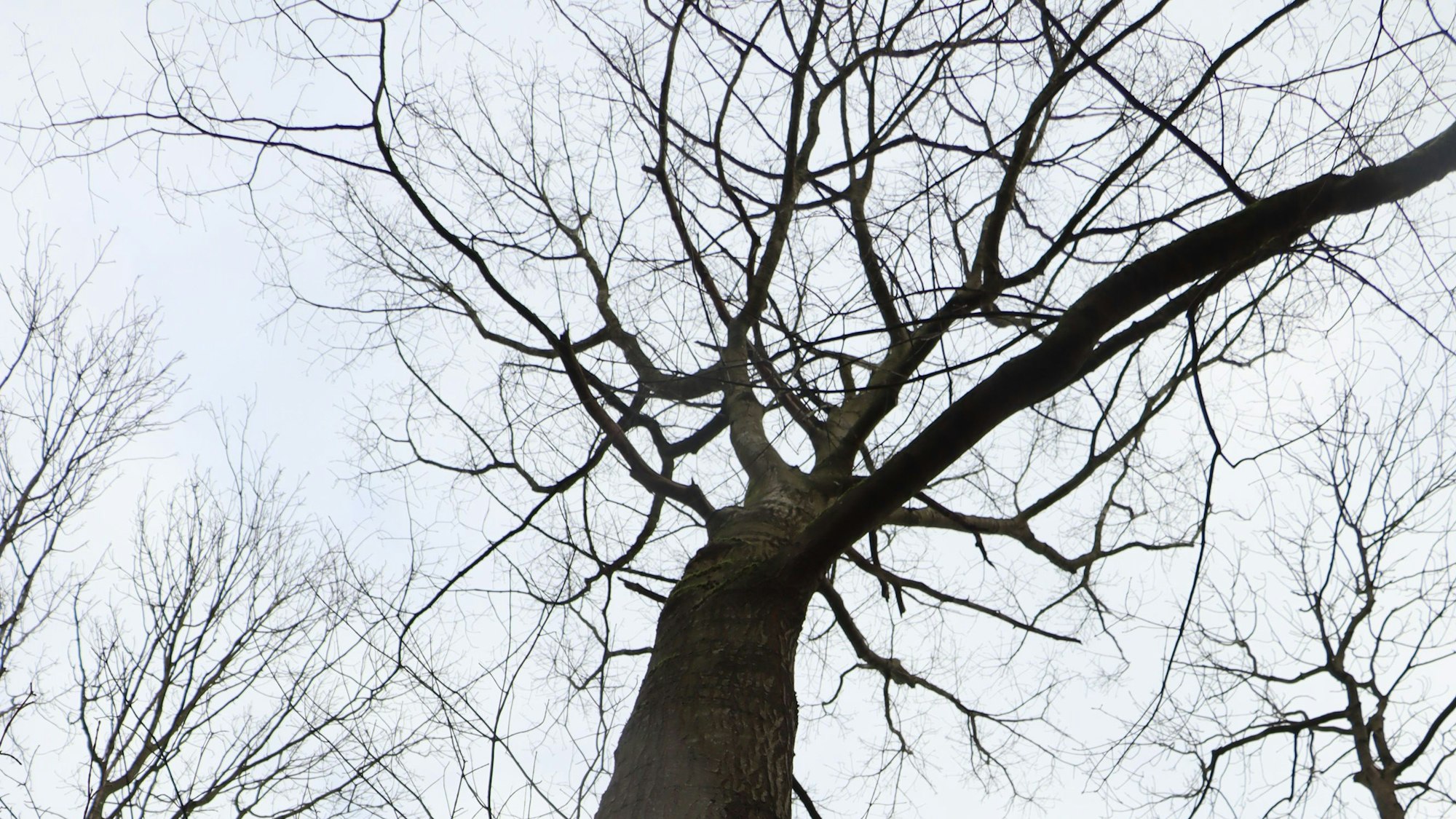 Zu sehen ist die Krone eines Baumes.