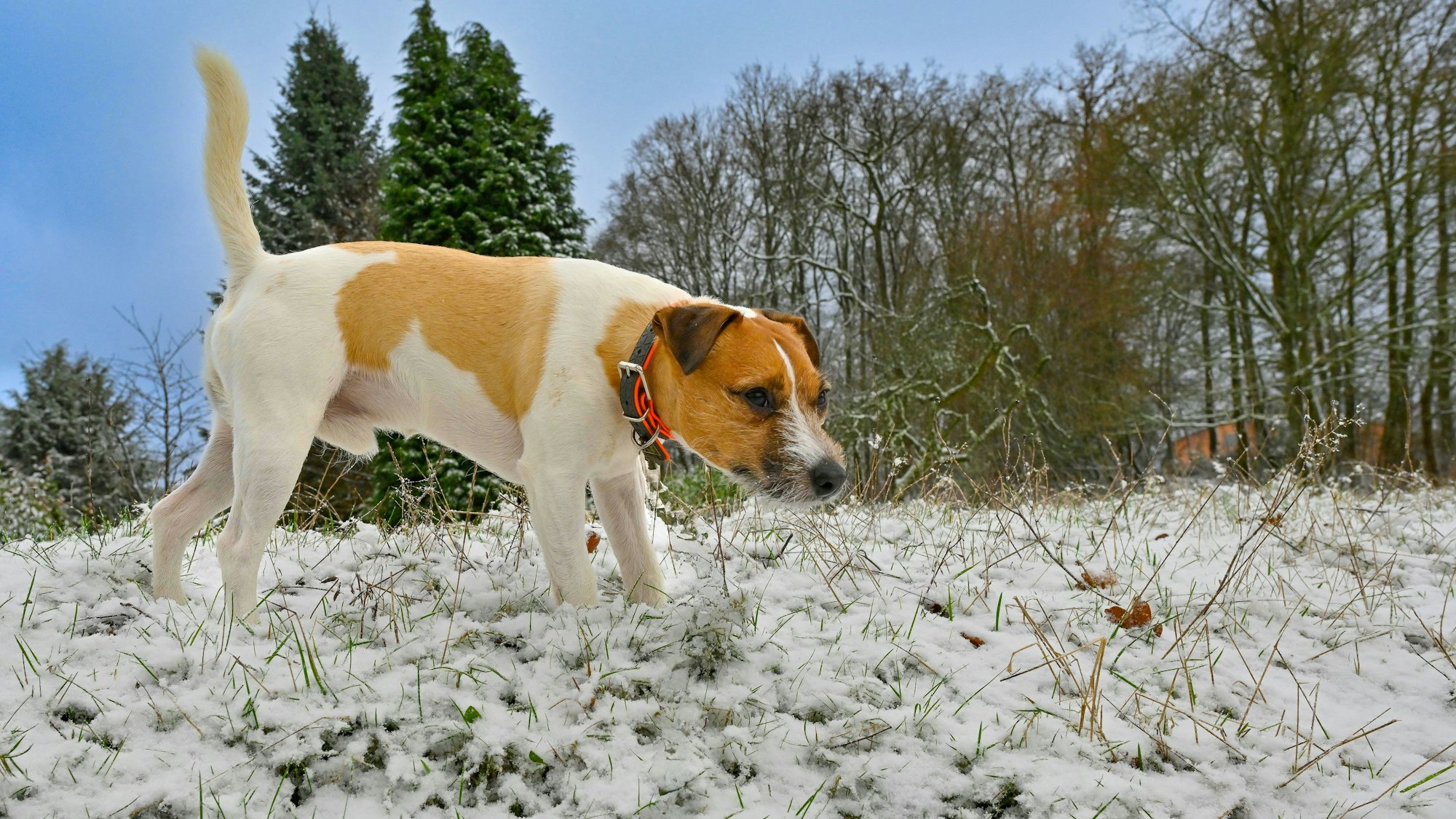 Ein Russell-Terrier schnüffelt im Schnee.