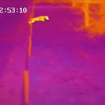 Eine Überwachungsaufnahme zeigt, wie die Wölfin Gloria über einen Zaun springt - der aufgrund seiner Höhe eigentlich Wölfe fernhalten sollte.