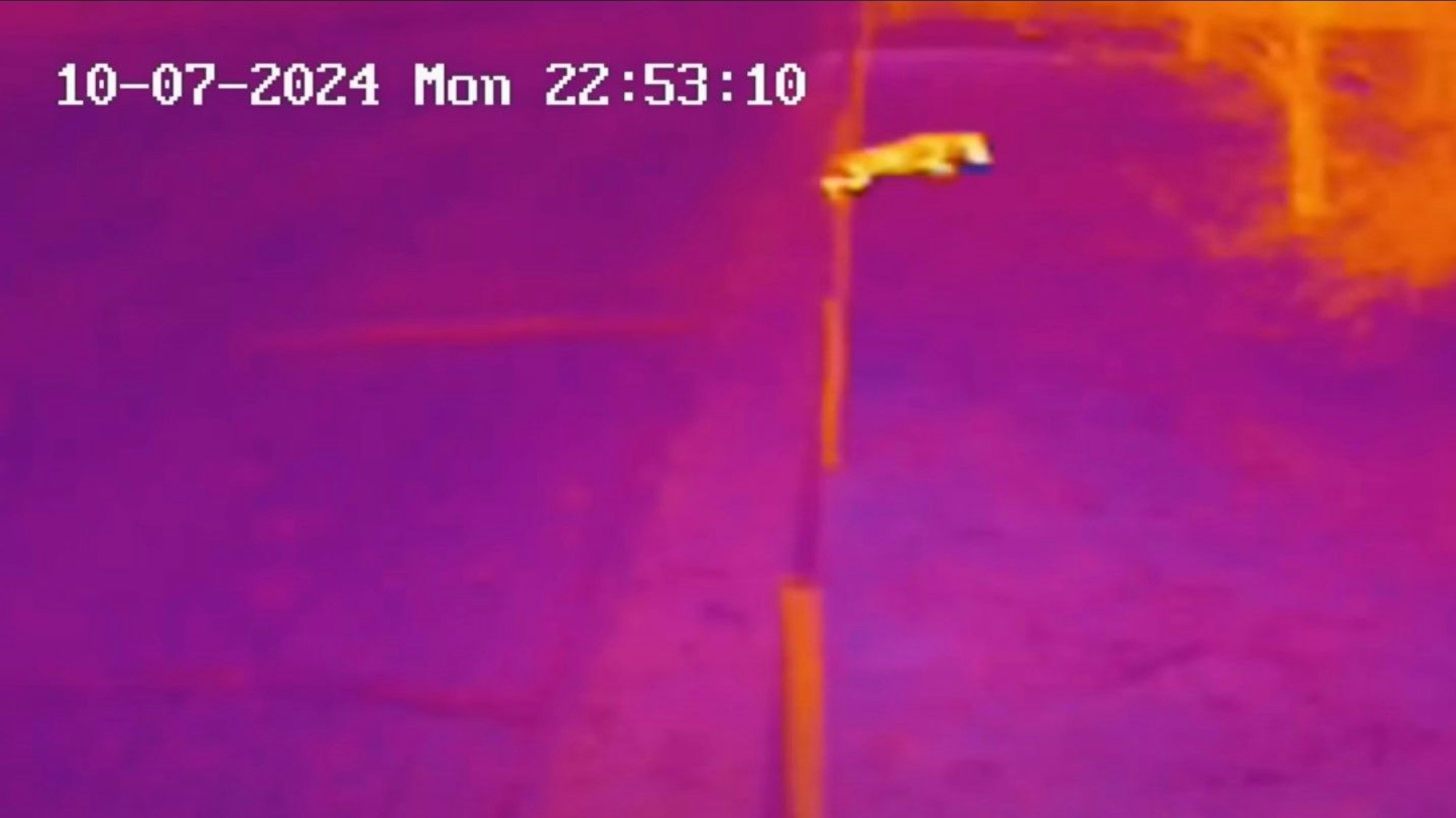 Eine Überwachungsaufnahme zeigt, wie die Wölfin Gloria über einen Zaun springt - der aufgrund seiner Höhe eigentlich Wölfe fernhalten sollte.