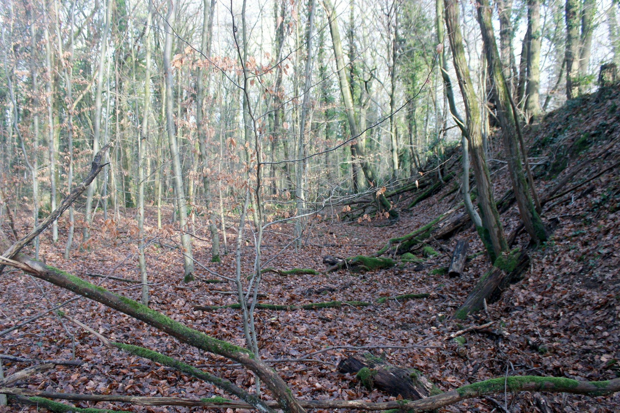 Heute sind nur noch Erdwälle von der Schießanlage im Dünnwalder Wald übriggeblieben.