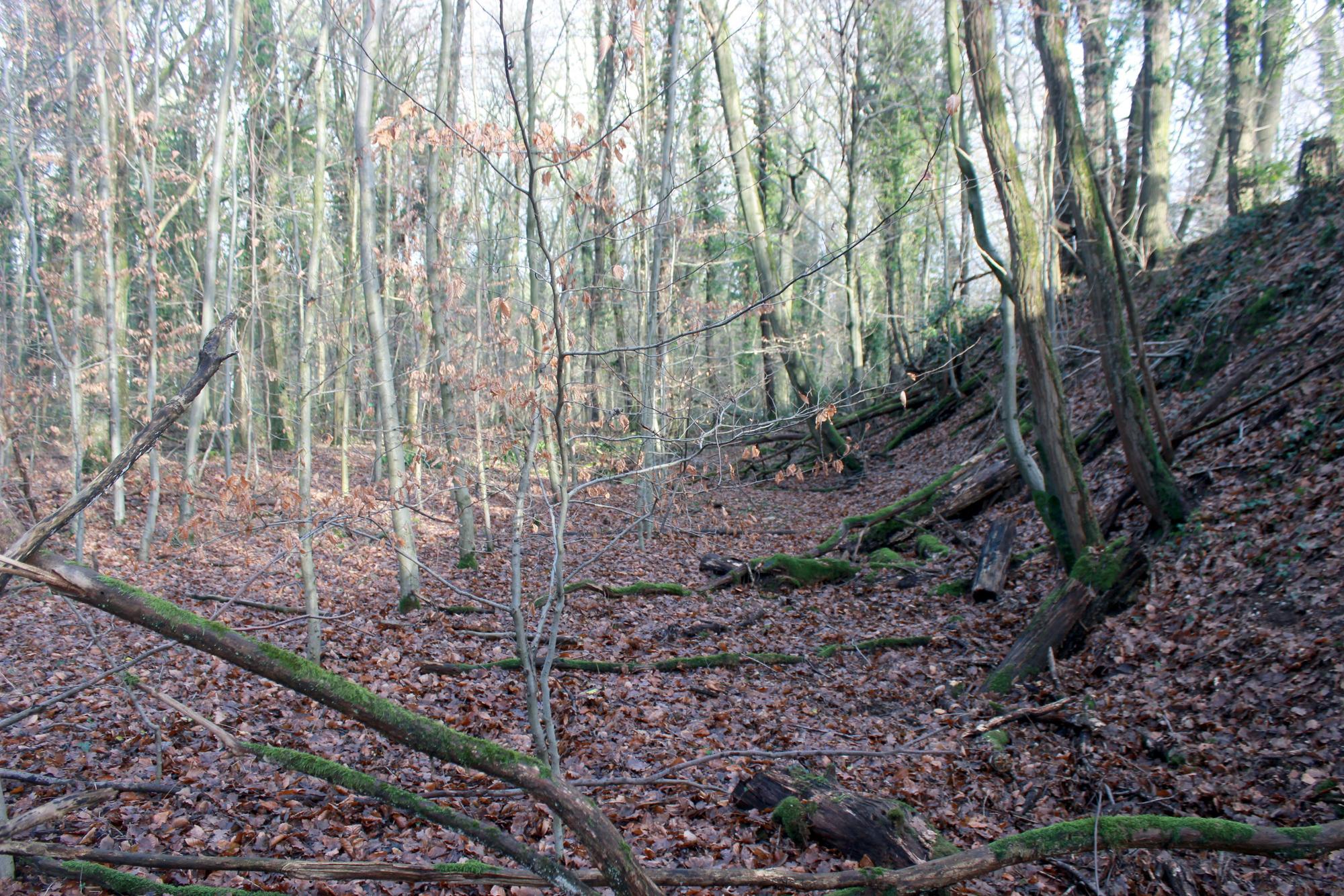 Heute sind nur noch Erdwälle von der Schießanlage im Dünnwalder Wald übriggeblieben.