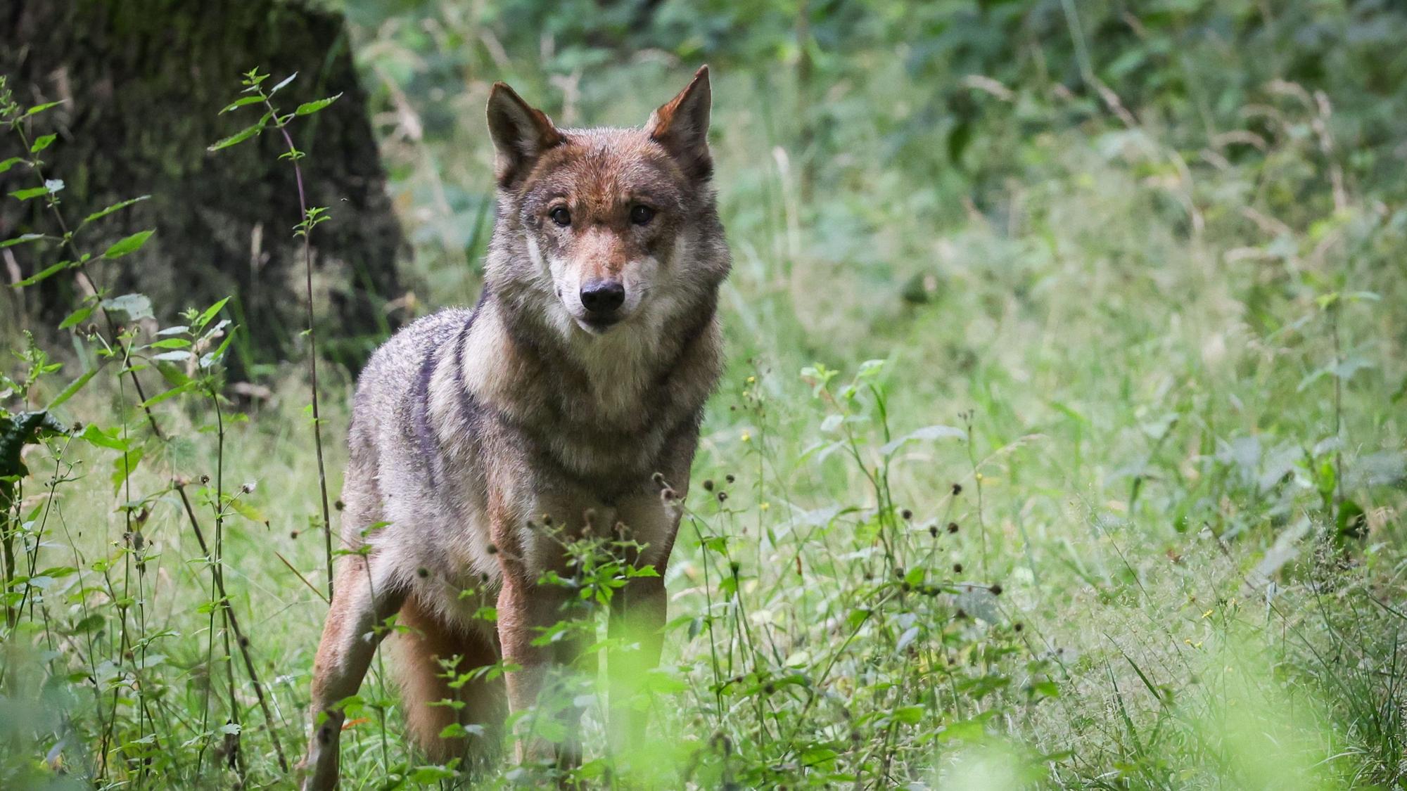 Nutztierhalter und Landschaftsverbände in Nordrhein-Westfalen fordern den Abschuss von aggressiven „Problemwölfen“.