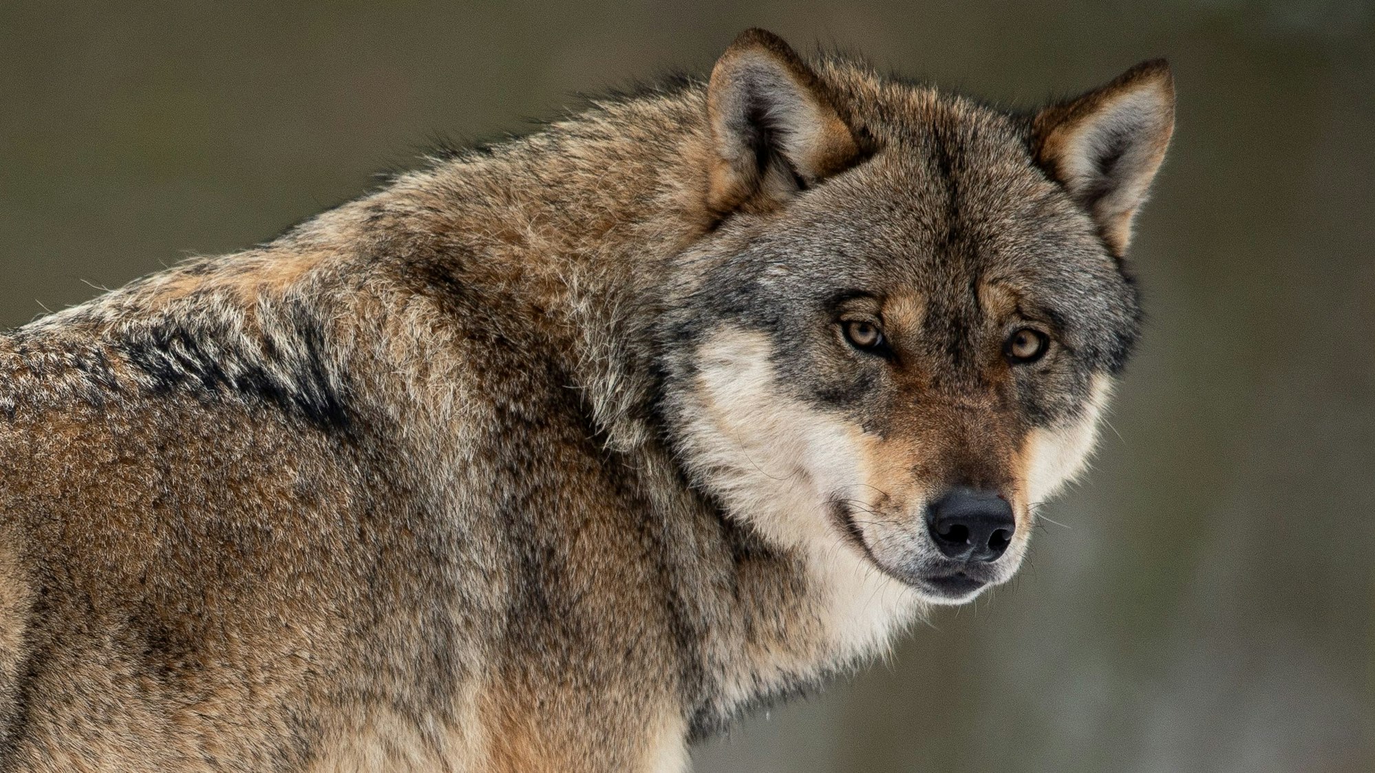 ARCHIV - 03.02.2019, NA, Neuhaus: Ein Wolf steht in einem Gehege eines Wildparks. (zu dpa: «Wölfe in NRW reißen deutlich mehr Nutztiere als in Vorjahren») Foto: Swen Pförtner/dpa +++ dpa-Bildfunk +++