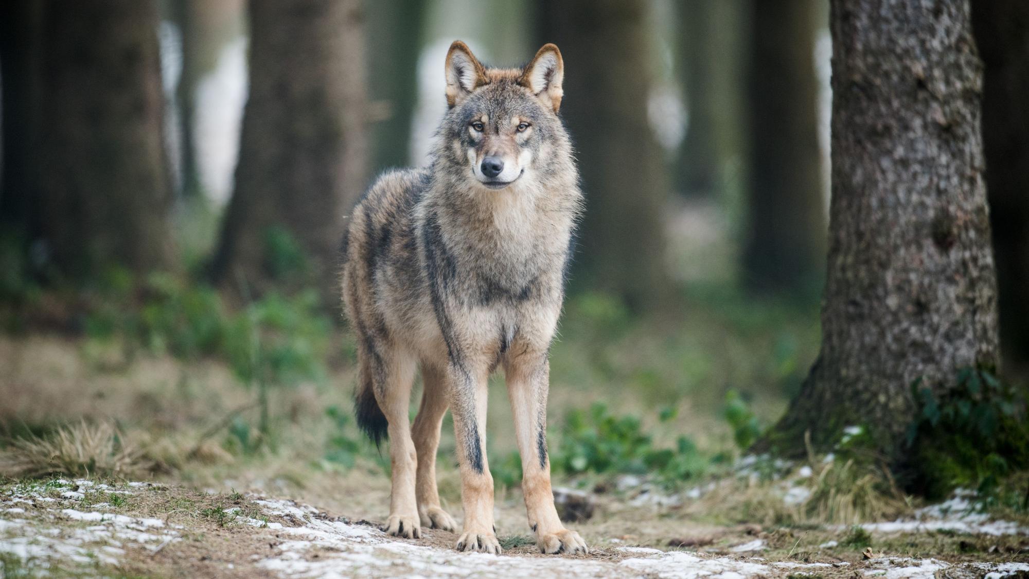 Wölfe in NRW reißen deutlich mehr Nutztiere als in Vorjahren