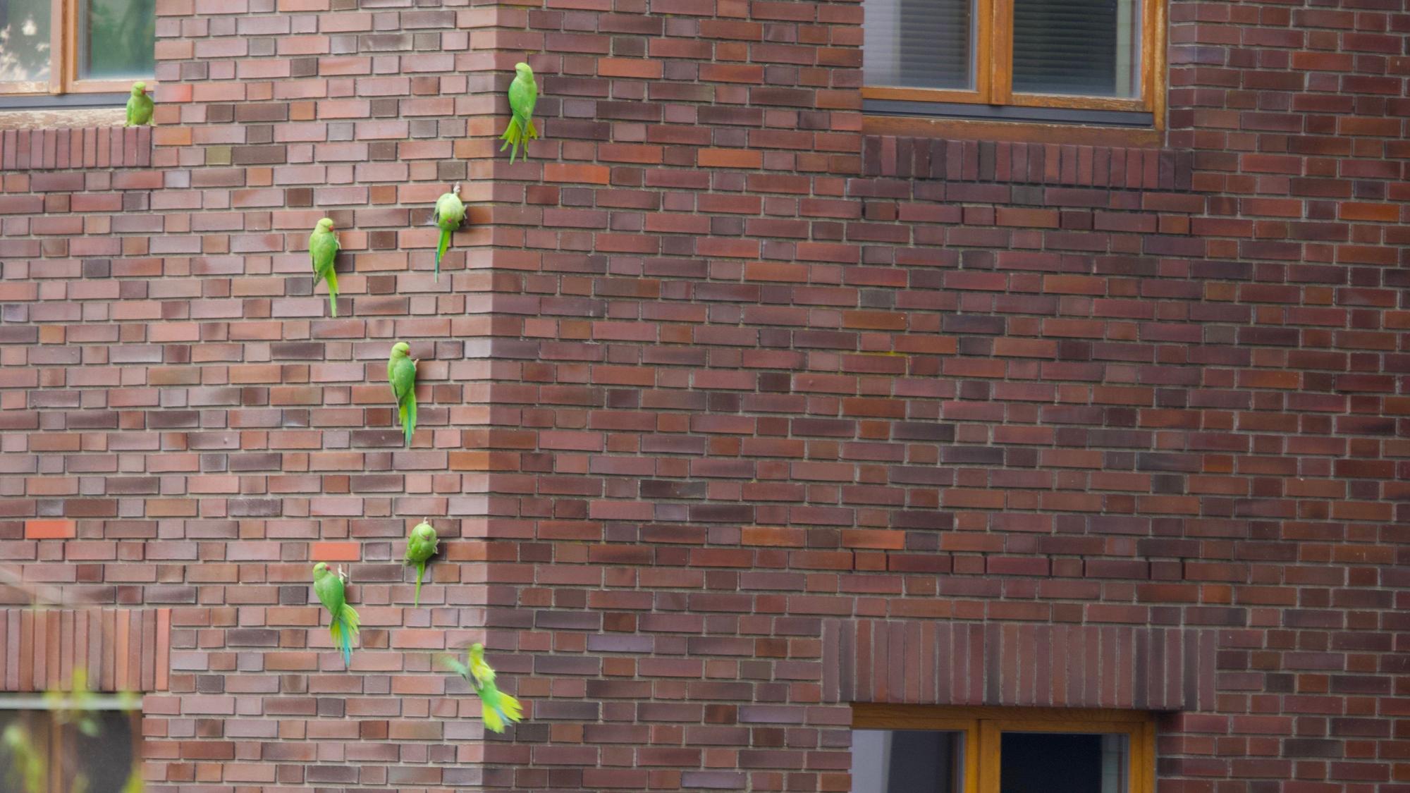 Grüne Halsbandsittiche an einer Hausfassade.