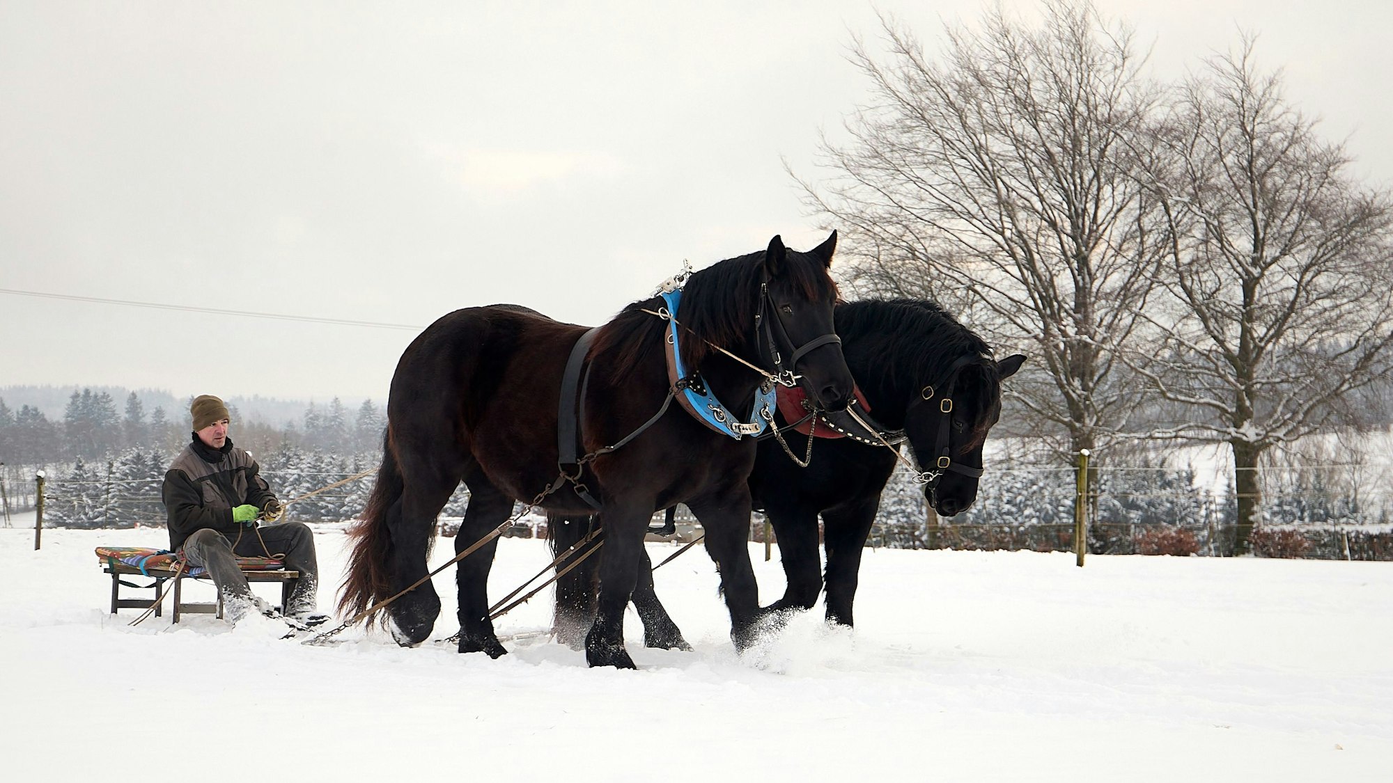 Dirk Zöll sitzt auf einem Schlitten, der von zwei schwarzen Kaltblutpferden durch den Schnee gezogen wird.