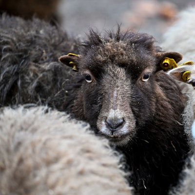 Gegen die mutmaßliche Halterin wurde ein Ermittlungsverfahren eingeleitet. (Symbolbild)